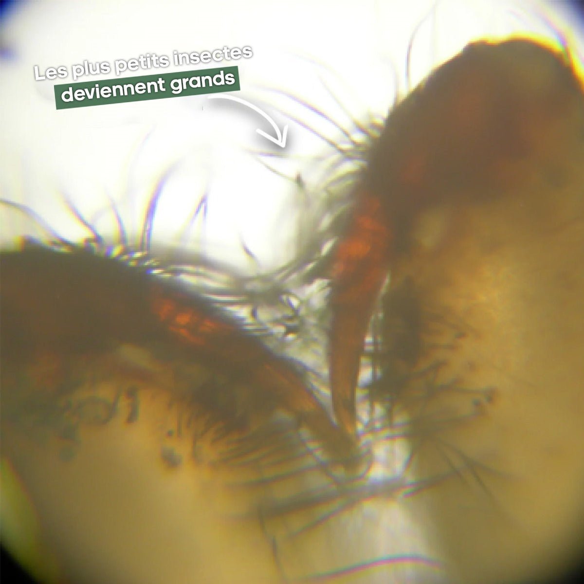 Microscope Digital Enfant L'original 💯